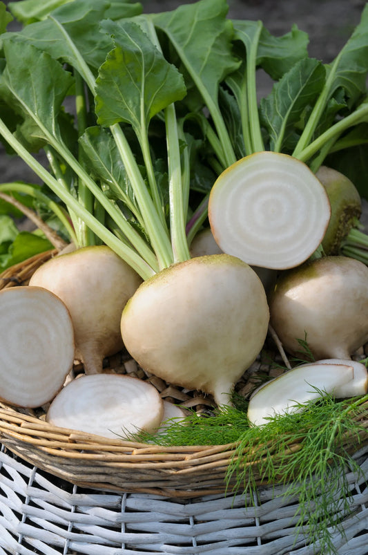 Avalanche Beet Seeds online shopping