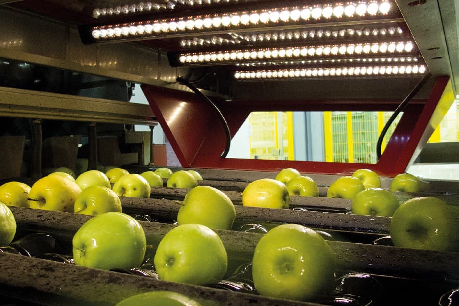 Aweta Apple Sorting and Packing Line