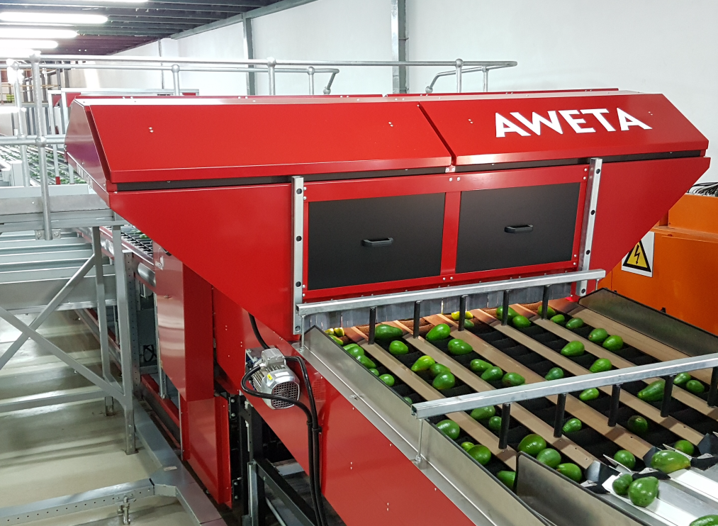 Aweta Avocado Sorting and Packing Line