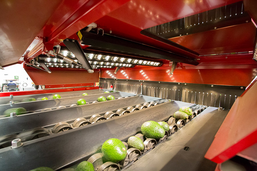 Aweta Avocado Sorting and Packing Line