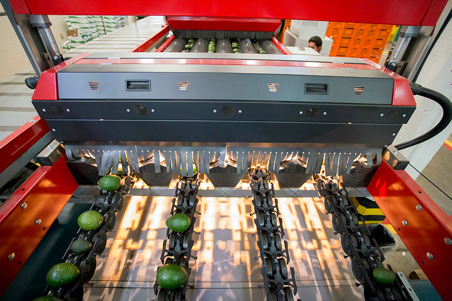 Aweta Avocado Sorting and Packing Line