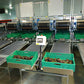 Aweta Avocado Sorting and Packing Line