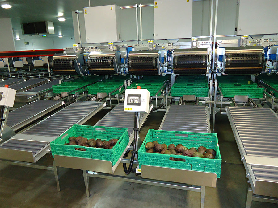 Aweta Avocado Sorting and Packing Line