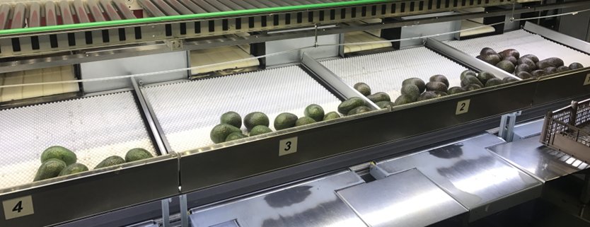 Aweta Avocado Sorting and Packing Line