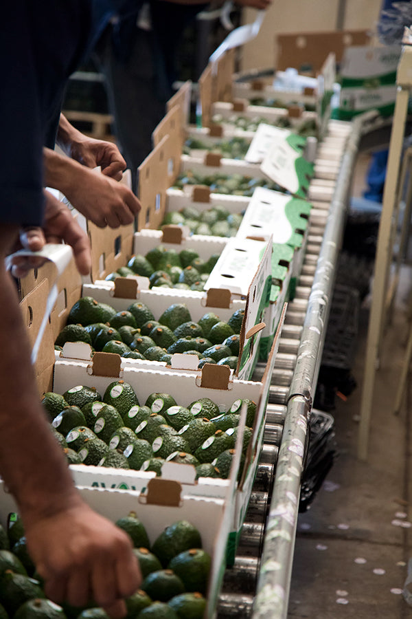 Aweta Avocado Sorting and Packing Line