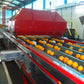 Aweta Citrus Sorting and Packing Line