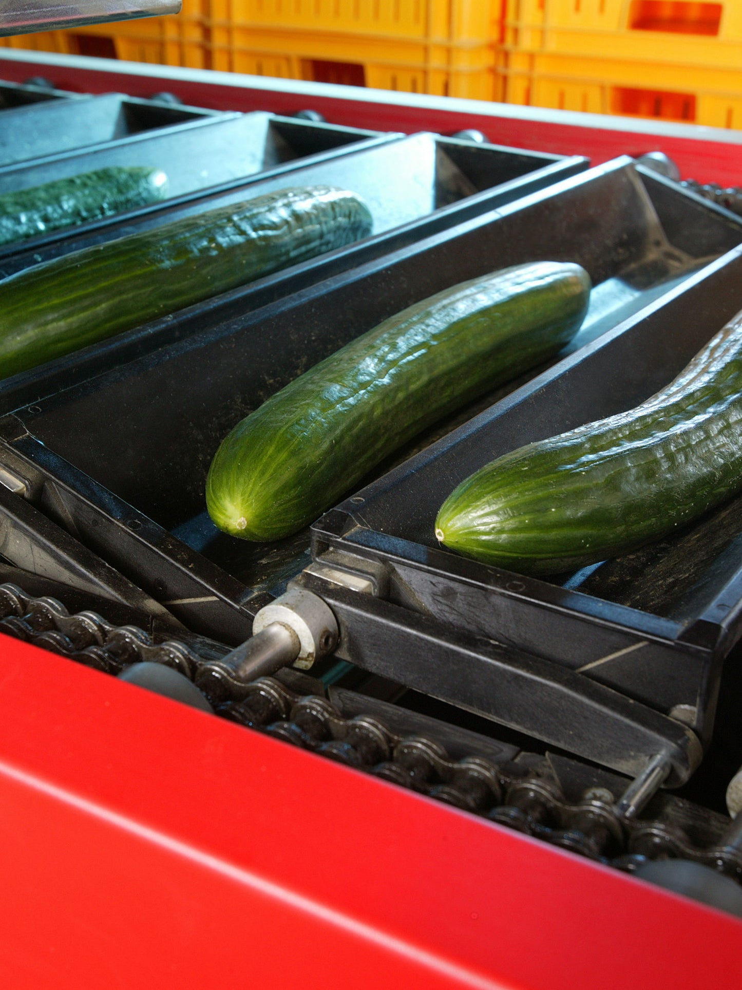 Aweta Cucumber Sorting and Packing Line