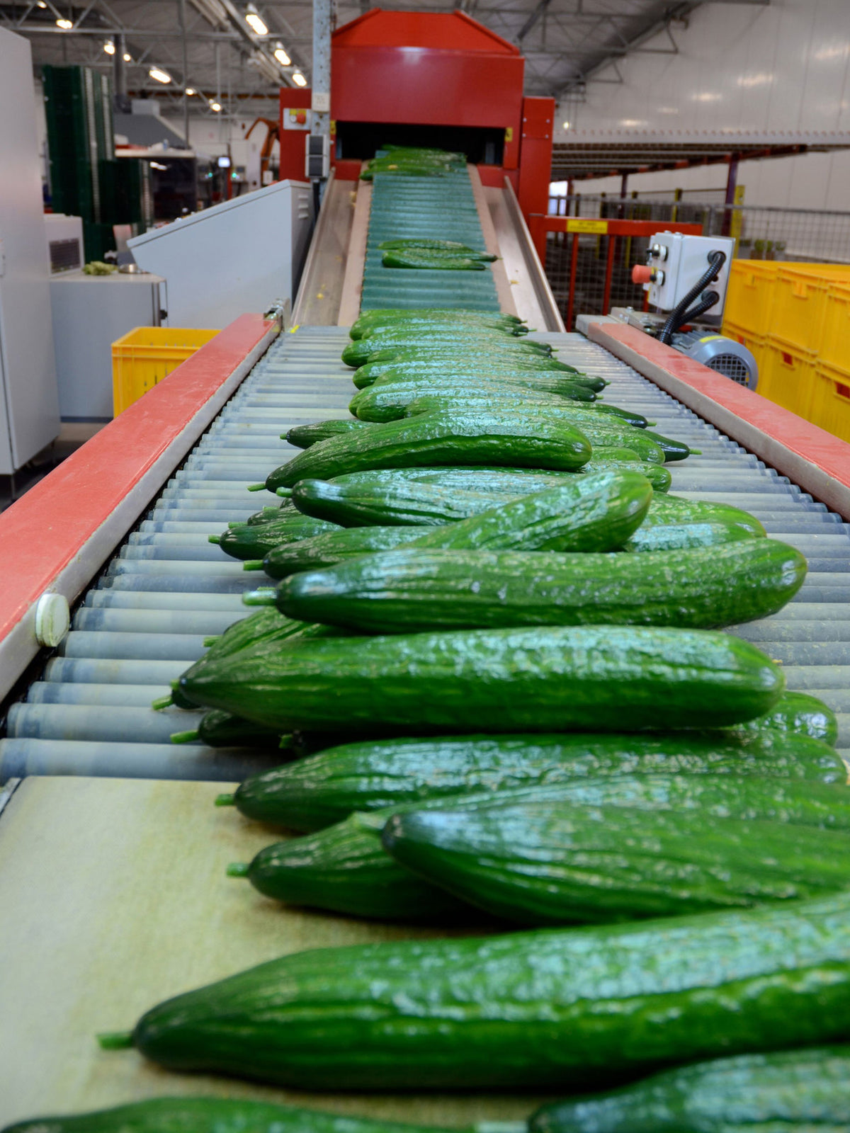 Aweta Aweta Cucumber Sorting and Packing Line – EVERGREEN