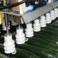 Aweta Cucumber Sorting and Packing Line