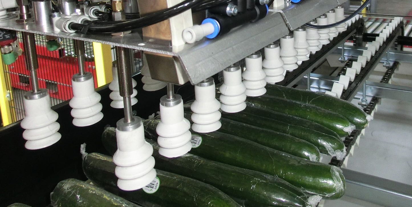 Aweta Cucumber Sorting and Packing Line