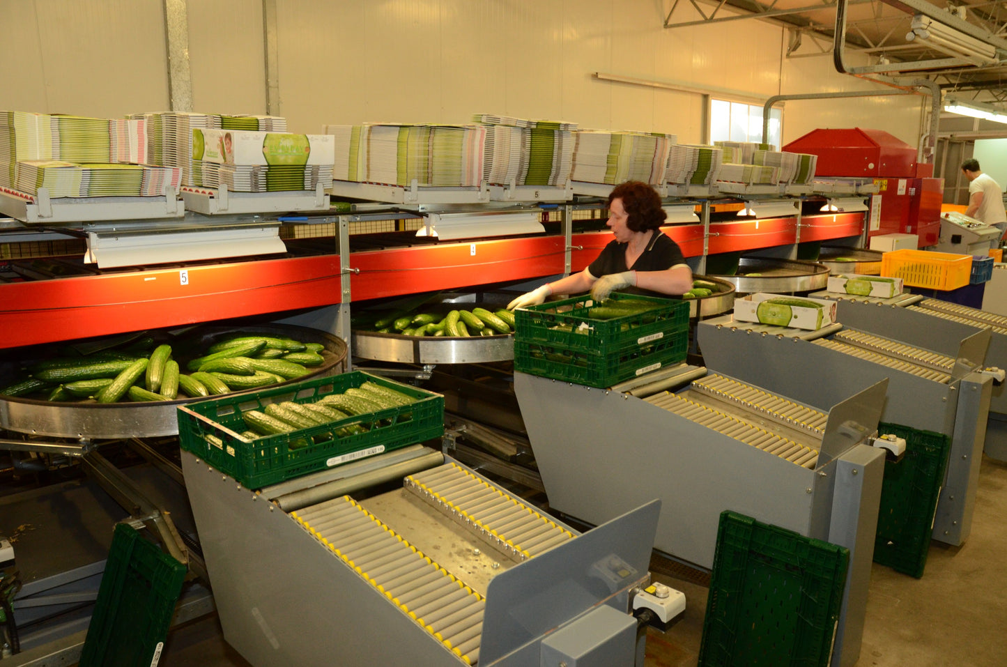 Aweta Cucumber Sorting and Packing Line