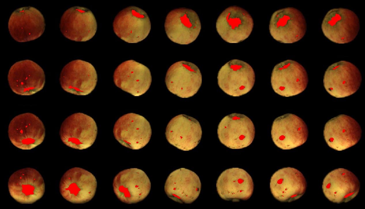 Aweta Apple Sorting and Packing Line