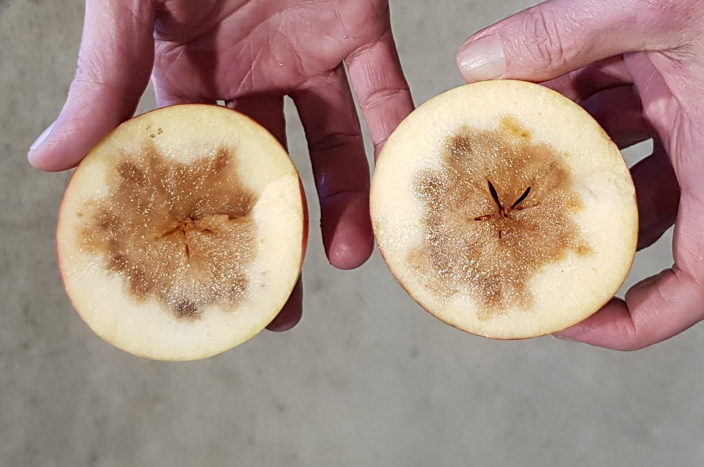 Aweta Apple Sorting and Packing Line