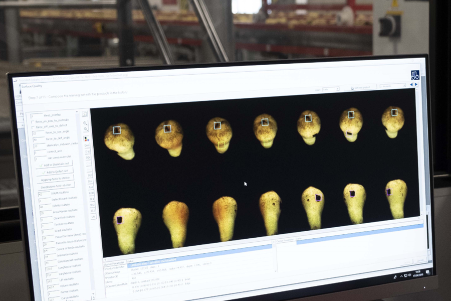 Aweta Pear Sorting and Packing Line