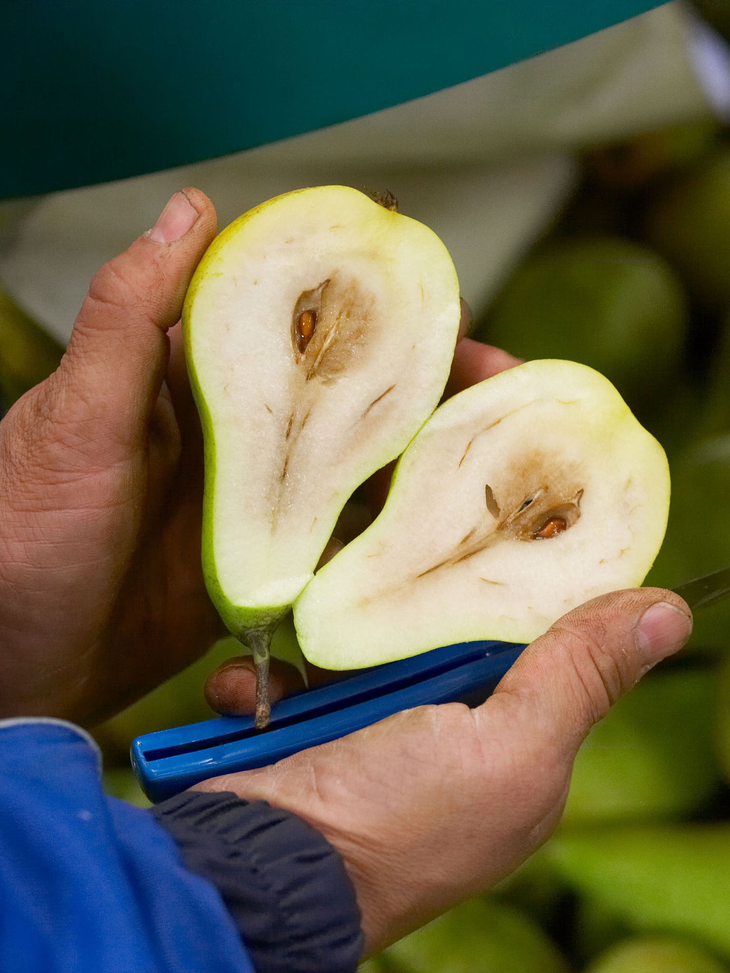 Aweta Pear Sorting and Packing Line
