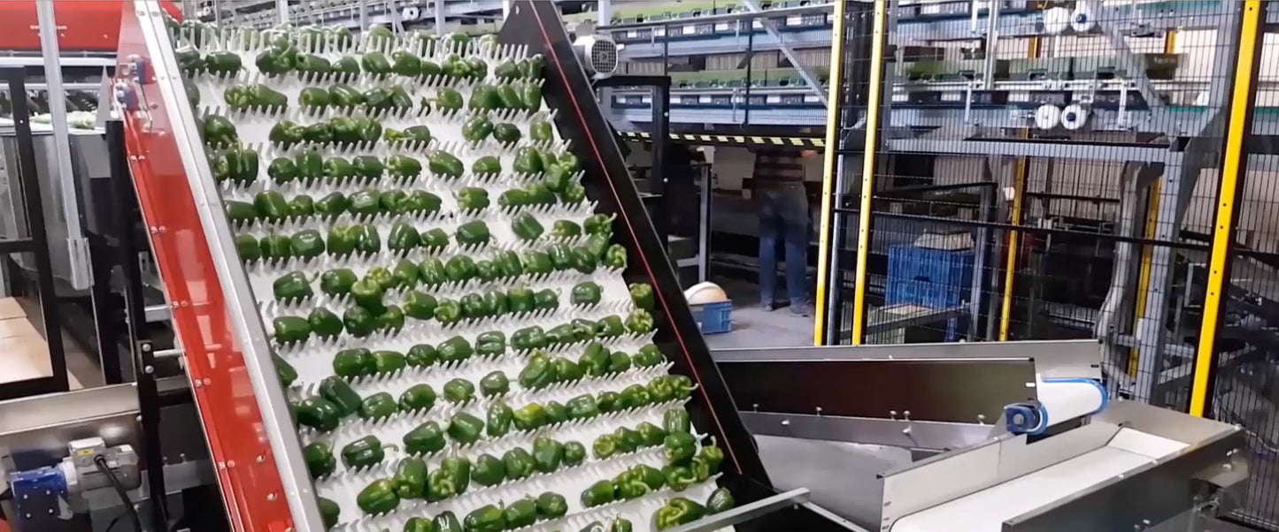 Aweta Pepper Sorting and Packing Line