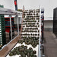 Aweta Avocado Sorting and Packing Line