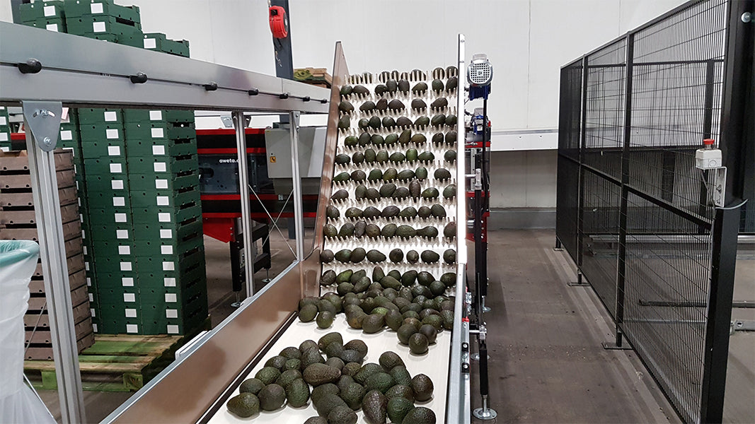 Aweta Avocado Sorting and Packing Line