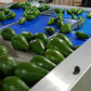 Aweta Avocado Sorting and Packing Line