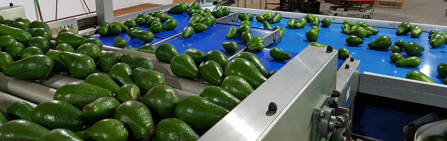 Aweta Avocado Sorting and Packing Line