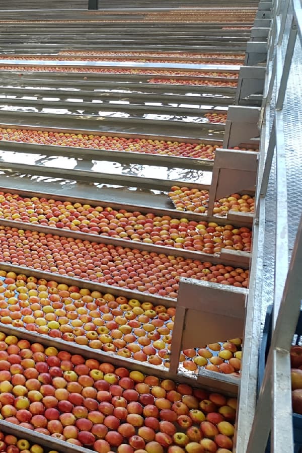 Aweta Apple Sorting and Packing Line