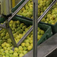 Aweta Apple Sorting and Packing Line