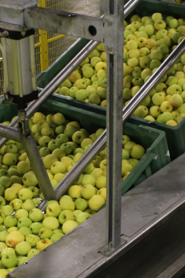 Aweta Apple Sorting and Packing Line