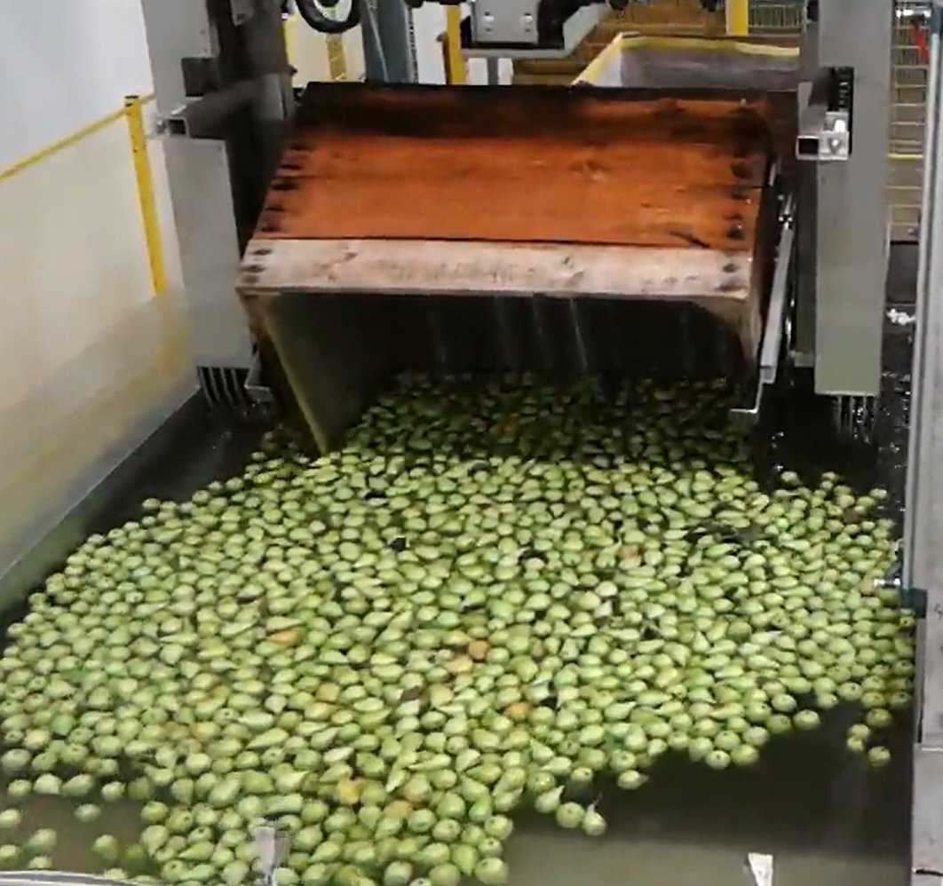 Aweta Pear Sorting and Packing Line
