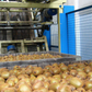 Aweta Kiwi Sorting and Packing Line