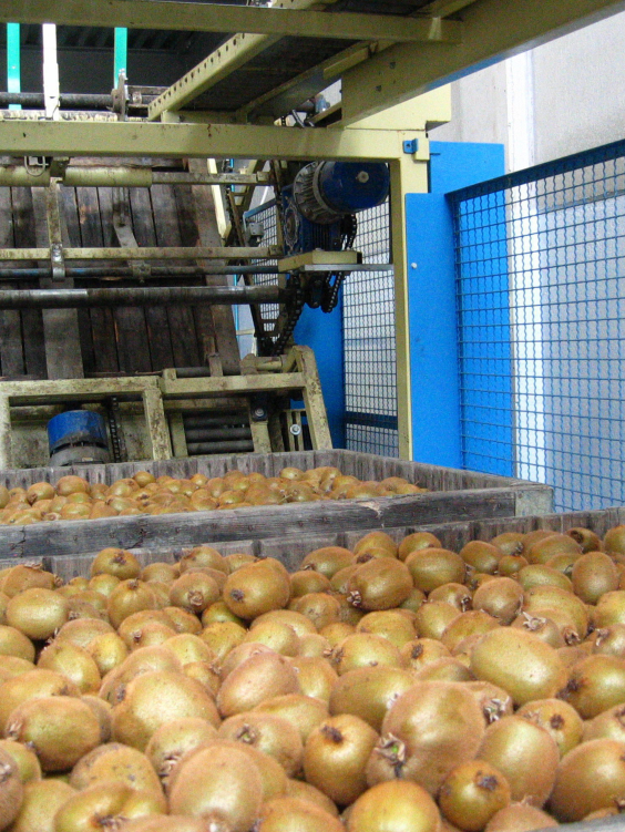 Aweta Kiwi Sorting and Packing Line