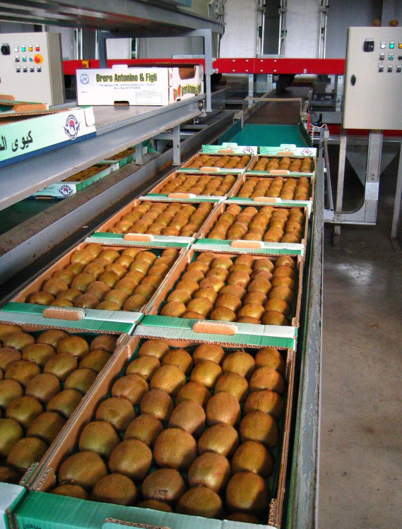 Aweta Kiwi Sorting and Packing Line