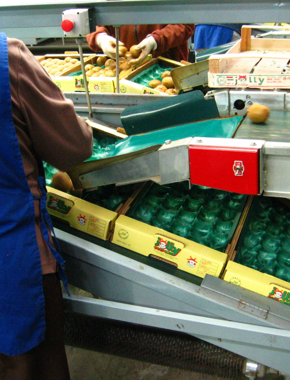 Aweta Kiwi Sorting and Packing Line