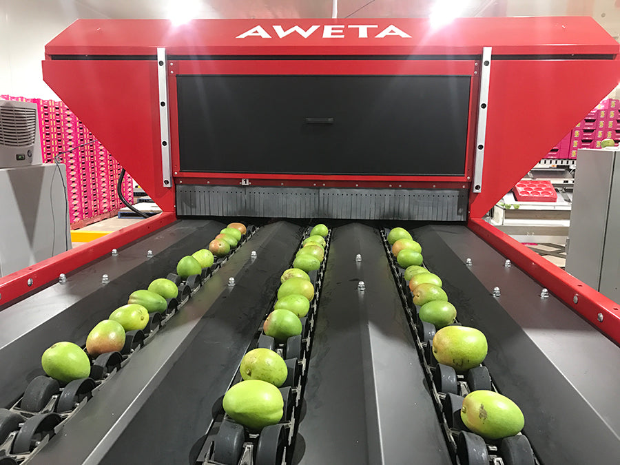 Aweta Mango Sorting and Packing Line