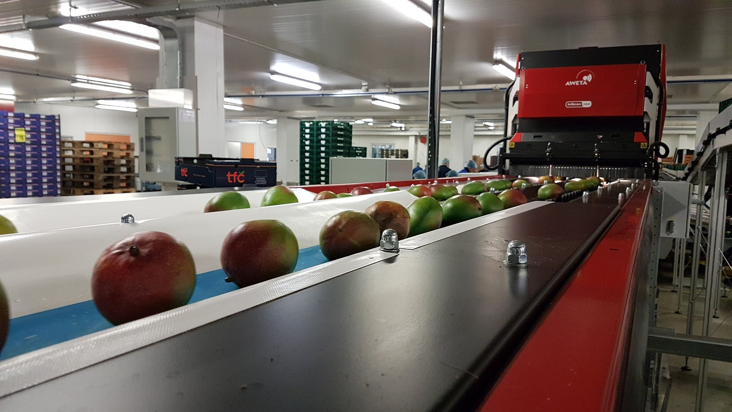 Aweta Mango Sorting and Packing Line