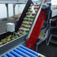 Aweta Mango Sorting and Packing Line