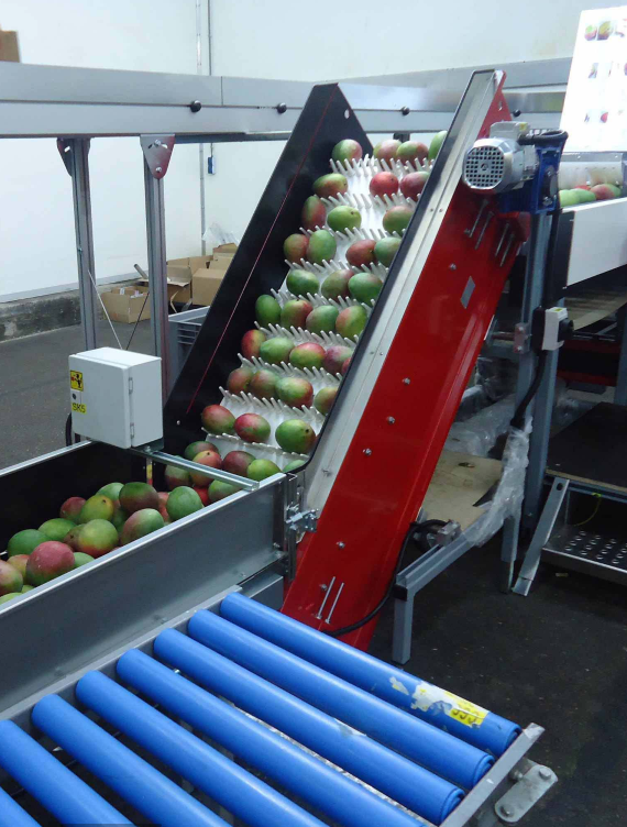 Aweta Mango Sorting and Packing Line