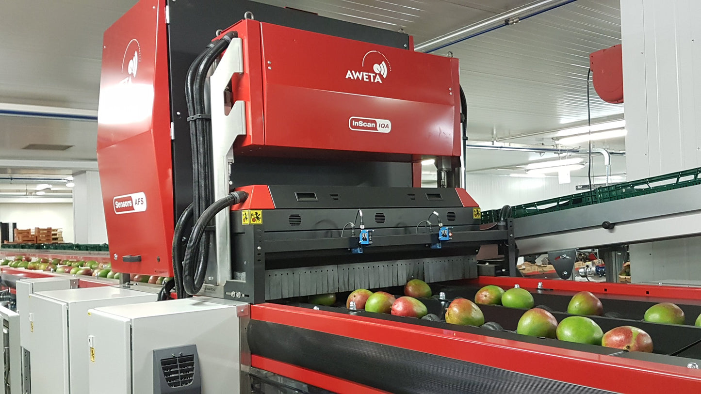 Aweta Mango Sorting and Packing Line