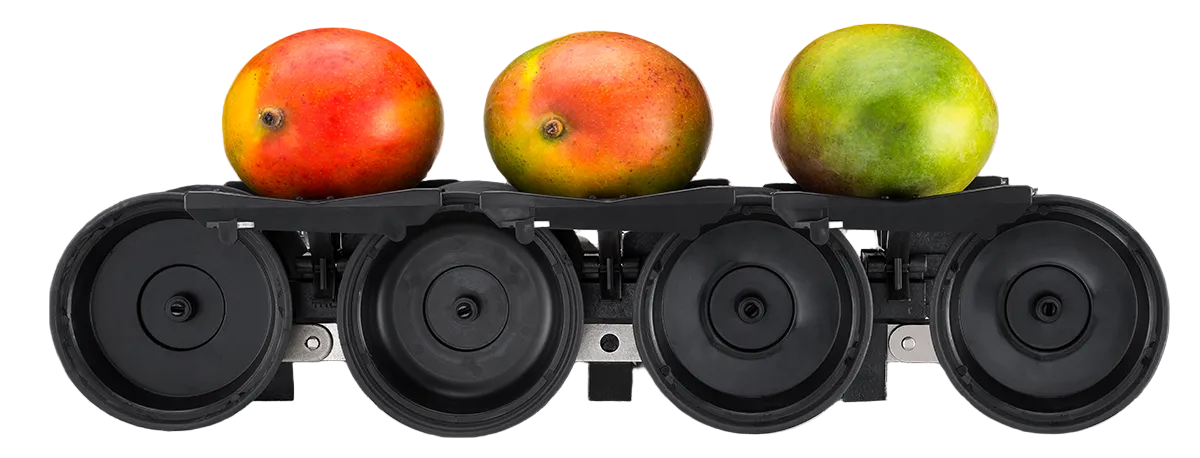 Aweta Mango Sorting and Packing Line