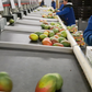 Aweta Mango Sorting and Packing Line