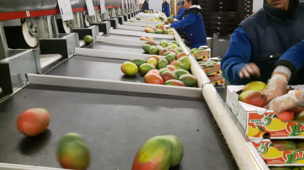 Aweta Mango Aweta Mango Sorting and Packing Line – EVERGREEN