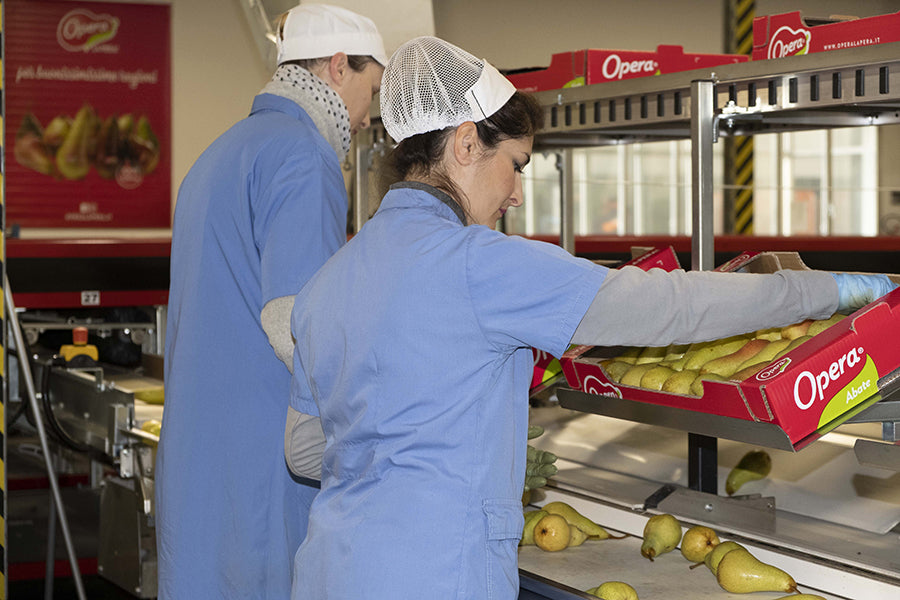 Aweta Pear Sorting and Packing Line