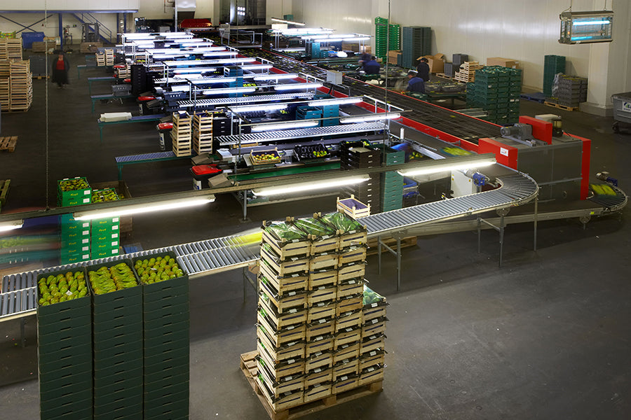 Aweta Pear Sorting and Packing Line