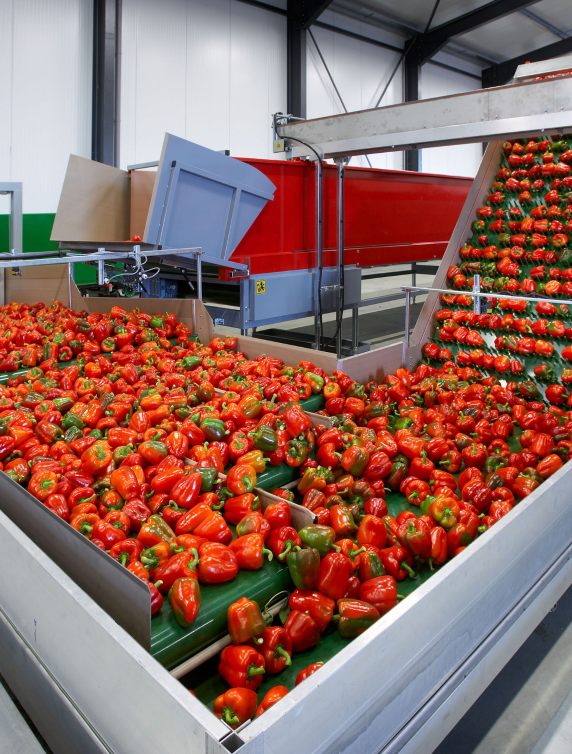 Aweta Pepper Sorting and Packing Line