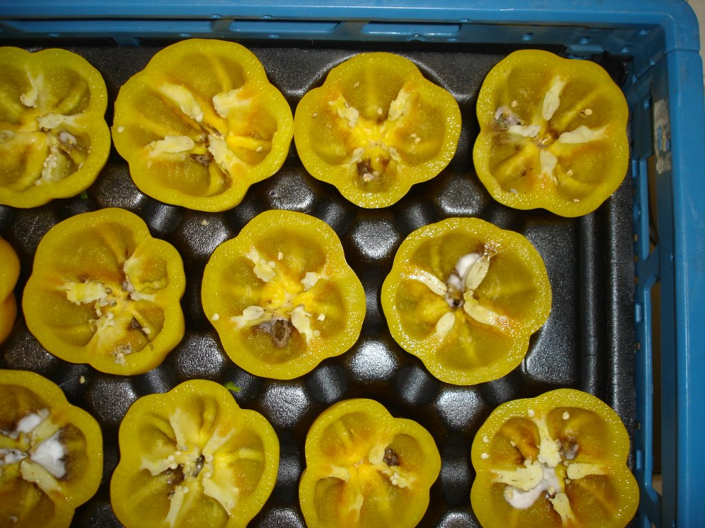 Aweta Pepper Sorting and Packing Line