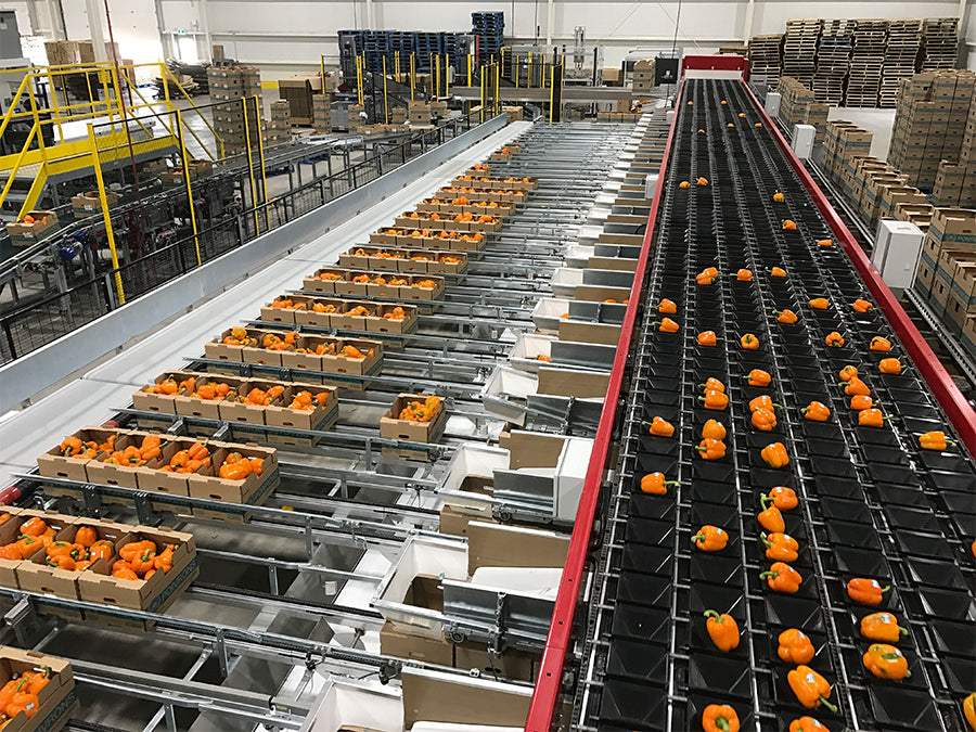 Aweta Pepper Sorting and Packing Line