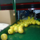 Aweta Stonefruit Sorting and Packing Line