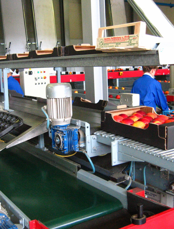 Aweta Stonefruit Sorting and Packing Line