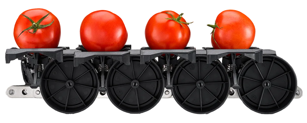 Aweta Tomato Sorting and Packing Line