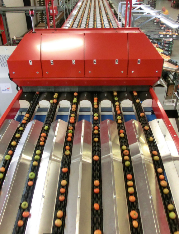 Aweta Tomato Sorting and Packing Line