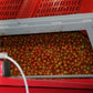Aweta Tomato Sorting and Packing Line